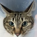 앤(N)고양이병원 | 노원 N고양이병원 5살 울 지아냥이 건강검진