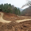산수유 둘레길 네이버블로그