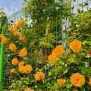 자연등잔길 이미지