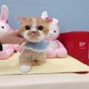 웰니스펫뷰티 이미지