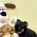 멍멍앤쿡 이미지