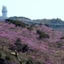 제366회 4월 정기산행 대구 "비슬산"(1084m) 이미지