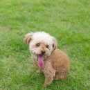 위드펫동물병원 미용실 | 애견동반 가능한 곳 한눈에! 반려인 필수앱 띵크펫으로 커피 이벤트 참여했어요