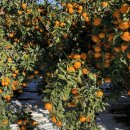 은수네농장 이미지