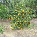 수아네 농장 이미지