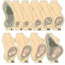 오렌즈정자점 | 임신 차수별 증상, 몸의 변화, 주목해야 할 사항