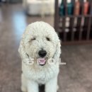 찌거바르고 | [김포 미용실] 로맨스아워에서 헤어컨설팅 그리고 염색과 커트까지! 너무 만족한 후기