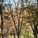 중앙교회 앞(대공원길) | [인천] 11월 인천대공원 단풍 걷기 코스 꿀팁 | 인천 가볼만한 곳, 인천 단풍 명소