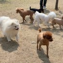 중마애견 이미지