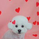 털래털래 애견미용실 이미지