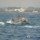 돌고래 이미지
