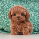 미유펫대구 강아지분양고양이분양(도그플러스동물병원) | 포항강아지분양 믿고 선택하는 미유펫대구점