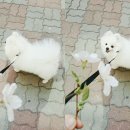 나나리펫하우스 이미지