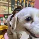 똥꾸댕댕 | 쌉아싸주인과 개아싸의 모험