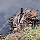 청둥이청둥오리 이미지