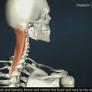 두판상근Splenius Capitis 의 해부생리 이미지