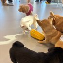 다시사랑받개 이미지