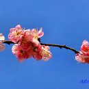 소로4-안영1호선 | 매화-2026-008. 진해 경화동매화