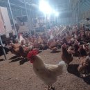 이장농장 이미지