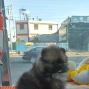 블루독 애견샵 이미지