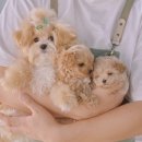 댕스마일 이미지