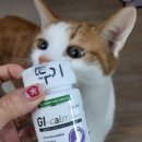 디에이알파 한달이상 급여후기(고양이사료토,고양이구토,소화효소,헤어볼,지아이캄,디에이알파 급여 후기)