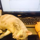 올스타동물의료센터 이미지