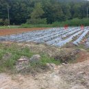 선원면-5 이미지