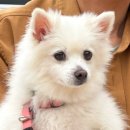 대구 장동공원 “달서반려견놀이터” 방문후기 🐶🐕🐾🤎