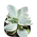 친환경 식물 메이커 이미지