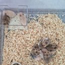 봄꽃햄스터 이미지