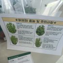 나눔한방허브 | 봄 맞이 이벤트 🌱 대구자생한방병원에서 준비한 허브 화분 나눔 후기