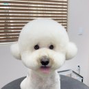 봉구애견미용샵 이미지
