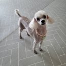 어서와 댕댕아 이미지