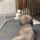 도그하우스 애견샵 이미지