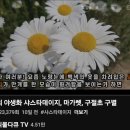 목마가렛,샤스타데이지,구절초구별법 이미지