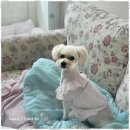 멍뭉살롱 이미지