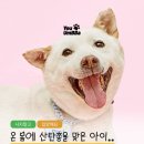 덕이펫