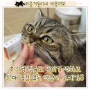 더셀 | 고양이털빠짐, 피부관리에 필수인 오메가3 산패막기에 진심인 프롬더셀 후기