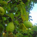 부평공원 이미지