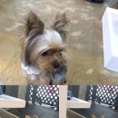 왈왈애견미용샵 이미지