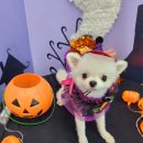 서울펫츠베이 이미지