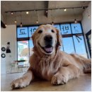 애견카페왕 이미지