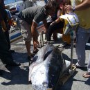 참치어장 이미지