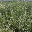 영채농장 이미지