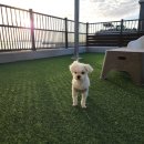 용이랑 백호랑 이미지