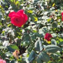 정관체육시설 축구장 | 🏊‍♀️원정수영💦정관아쿠아드림파크 이용후기(부산자유수영, 오리발레인)