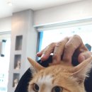 신트리로 이미지