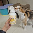 마음한스푼 | 고양이피부병 38.5면역 영양제 초유한스푼 섭취후기