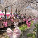 경화역 | [공지] 벚꽃 명소 2026 진해군항제 여좌천, 경화역 방문 후기(4/2 방문)